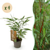 Green boutiQ - Grassen - Fargesia Asian Wonder - Niet Woekerende Bamboe - Bladhoudend - Groen - 4 Planten - Pot 14 cm - Hoogte 35 cm