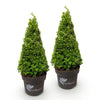 Green boutiQ - Buxus Pyramide - BetterBuxus Skylight - Resistant tegen de Buxus Schimmel - 2 Planten - Pot 23cm Hoogte 60-70cm