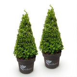 Green boutiQ - Buxus Pyramide - BetterBuxus Skylight - Resistant tegen de Buxus Schimmel - 2 Planten - Pot 23cm Hoogte 60-70cm