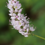 24x Persicaria bistorta 'Superba' - ↕10-25cm - Ø9cm
