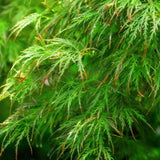 Green boutiQ - Tuinplant - Acer palmatum Emerald Lace - Groen - 3 Planten - Bladverliezend - Weinig Onderhoud - Pot 12cm Hoogte 35cm