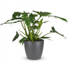 Green boutiQ - Kamerplant - Philodendron - Philodendron Lacerum - Groen - Weinig onderhoud - 1 Plant - met Potter Grijs - Pot 19cm - Hoogte 65cm