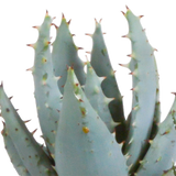 Gasteria/Haworthia mix 5,5cm - 5x - in Mexicaanse pot