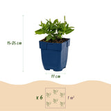 Green boutiQ - Vasteplant - Salvia nem. Sense Deepl Blue - Salie - Bijen en Vlinderlokkers - Paars - 3 Planten - Pot 11cm - Hoogte 15-25cm