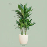 DracaenaJanet Lindt met Potter wit - 95cm - Ø21