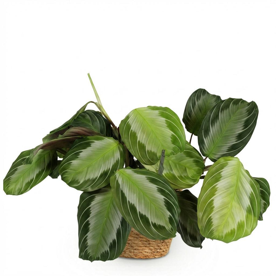 Maranta Silverband – Pot Ø12 cm · 25 cm hoog · met mand (foto 2)