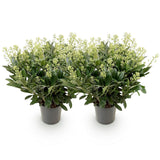 Green boutiQ - Terrasplant - Skimmia japonica Finchy - Bloem Wit - 40+ Bloemen - 2 Plant - Winterhard - Pot 19cm Hoogte 60cm