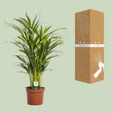 Dypsis Lutescens - Ø17cm - ↕65cm