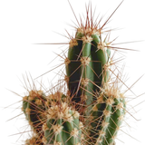 Cactus mix 5.5 cm - 5x - in Mexicaanse pot