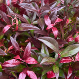 Green boutiQ - Tuinplant - Leucothoe Zeblid - Rood - 1 Plant - Groenblijvend - Weinig Onderhoud - Pot 17cm Hoogte 45cm