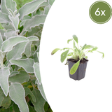 6x Stachys byzantina - ↕10-25cm - Ø9cm