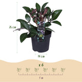 Green boutiQ - Tuinplant - Lenten Rose - Helleborus lividus Purple Marble - Paarse Bloem -1 Plant - Groenblijvend - Pot 14cm Hoogte 35cm