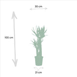 Areca - ↨130cm - Ø24cm + Yucca - ↨100cm - Ø21cm