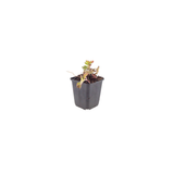 12x Geranium 'Azure Rush' - ↕10-25cm - Ø9cm