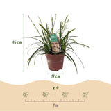 Green boutiQ - Siergrassen - Carex oshimensis Intense Green - Groen - 2 Planten - Bladhoudend - Weinig Onderhoud - Pot 17cm Hoogte 50cm