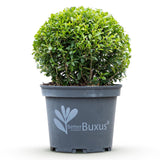 Green boutiQ - Buxus Bol - BetterBuxus Skylight - Resistant tegen de Buxus Schimmel - 1 planten - pot 23cm bol 25cm