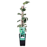 Hedera algeriensis 'Gloire de Maren' - Ø15cm - ↕65cm