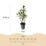 Green boutiQ - 8x Ligustrum ovalifolium Aureum - Bontbladige Liguster - Haagplanten - Groenblijvend - Bont - Pot 9cm - Hoogte 35-45cm