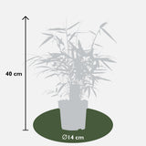 Fargesia robusta 'Pingwu' - Ø14cm - ↕40cm