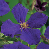 Green boutiQ - Klimplant - Clematis Jackmanii - Bloem Blauw - Weinig onderhoud -2 planten -Pot 11cm Hoogte 40cm