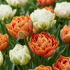 48x Tulipa Candle Light - Tulp Candle Light - Diversen - Voorjaarsbloeier - Bolmaat 11/12