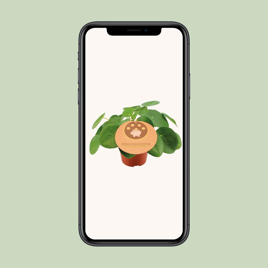 Pilea Peperomioides – Pot Ø12 cm · 20 cm hoog (foto 4)