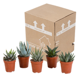 Gasteria/Haworthia mix 5,5cm - zonder pot - 5x