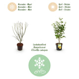 Green boutiQ - Tuinplant - Acer palmatum Jordan - Japanse Esdoorn - Bladverliezend - Geel - 1 - Pot 26cm - Hoogte 90cm