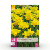 Green boutiQ - Bloembollen - Narcis Tete-A-Tete - Kleur Geel - 25 stuks - Bolmaat 10/11 - XXL Pack