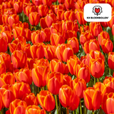 Tulpenbollen Dafeng — oranje tulp, 20 stuks (maat 11/12)