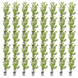 Green boutiQ - 40x Ligustrum ovalifolium - Gewone Liguster - Haagplanten - Groenblijvend - Groen - Pot 9cm - Hoogte 35-45cm