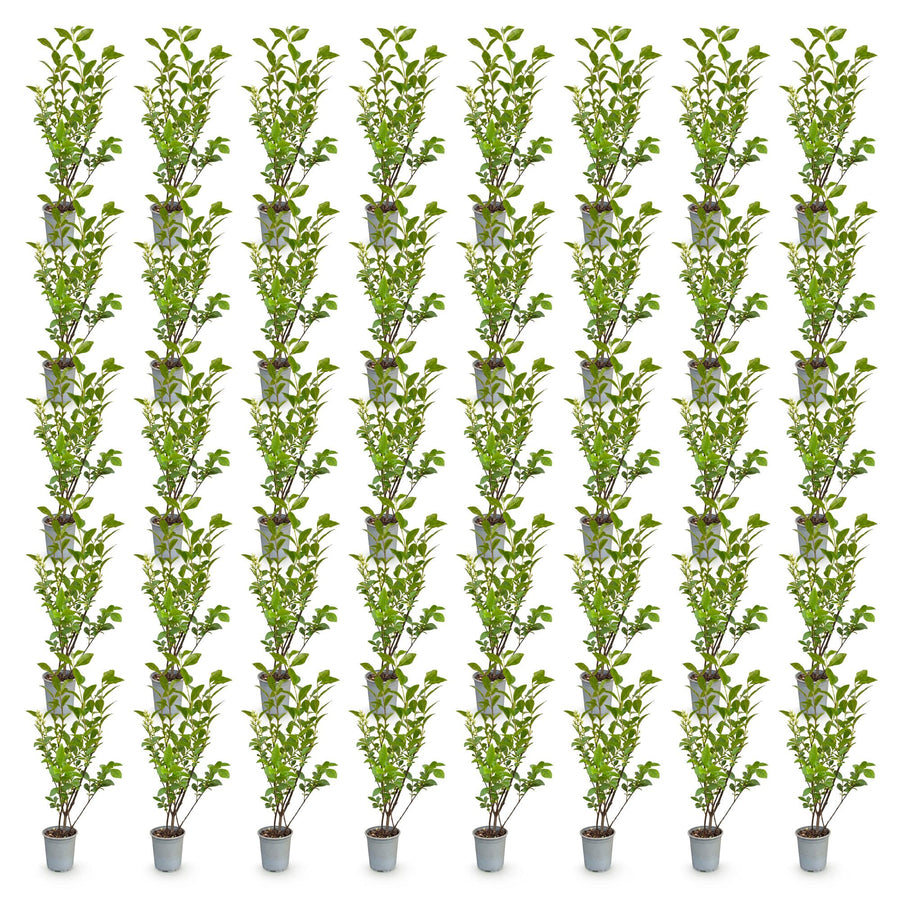 Ligustrum ovalifolium — Ligusterhaag, 40 stuks, 35-45 cm