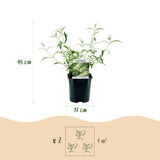 Green boutiQ - Tuinplant - Buddleja davidii White Profusion - Vlinderstruik - Winterhard - Wit - 3 Planten - Pot 17cm - Hoogte 45cm