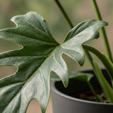 Green boutiQ - Kamerplant - Philodendron - Philodendron Lacerum - Groen - Weinig onderhoud - 1 Plant - met Potter Grijs - Pot 19cm - Hoogte 65cm