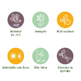 Green boutiQ - Haagplanten - Euonymus japonica Green Spire -blad groen - 6 planten - 1 strekkende meter - groenblijvend - pot 17cm hoogte 40cm