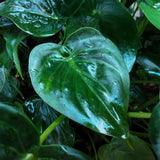 Green BoutiQ - Green is... Kamerplanten - Alocasia Cucullata - Boeddha,s hand - Weinig onderhoud - Groen - 1 Plant - Pot 21cm - Hoogte 65-70cm