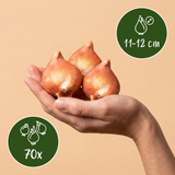 70x Tulipa Blueberry mix - Bosbeimix tulp - Diversen - Voorjaarsbloeier - Bolmaat 11/12