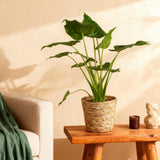 Green BoutiQ - Green is... Kamerplanten - Alocasia Cucullata - Boeddha,s hand - Weinig onderhoud - Groen - 1 Plant - Pot 21cm - Hoogte 65-70cm