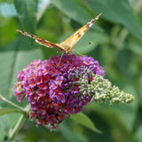 Green boutiQ - Vlinderstruik - Buddleja davidii Flower Power - Bloem Oranje Paars - 1 Plant - Bladverliezend - Vlinderlokkend -Pot 17cm Hoogte 30cm