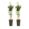 Rubus Occidentalis Black Jewel - 2 stuks - Ø17cm - ↕75cm
