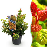 Green boutiQ - Tuinplant - Leucothoe Curly Gold - Geel - 1 Plant - Groenblijvend - Weinig Onderhoud - Pot 17cm Hoogte 40cm