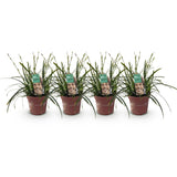 Green boutiQ - Siergrassen - Carex oshimensis Intense Green - Groen - 4 Planten - Bladhoudend - Weinig Onderhoud - Pot 17cm Hoogte 50cm
