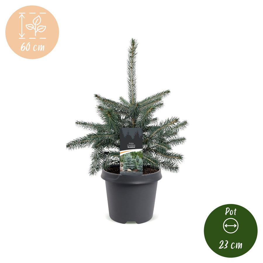 Blauwe spar kerstboom – Pot Ø23 cm · 60 cm hoog (foto 5)