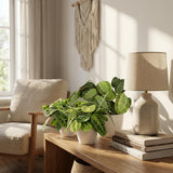 Green boutiQ - Kamerplant - Marantha Silverband, Marantha Lemon Lime Marantha Kerchoveana - Gebedsplant - Huisdiervriendelijke Plant - Groen - 3 Planten - met Potter Wit - Pot 12cm - Hoogte 25cm