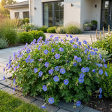 Green boutiQ - Vasteplant - Geranium Johnson's Blue - Ooievaarsbek - Bodembedekkend - Blauw - 6 Planten - Pot 11cm - Hoogte 15-25cm