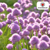 Alliumbollen Carolinianum — 15 stuks