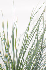 Festuca glauca Azura Blue - Ø19cm - ↕40cm - Ø14 - ↨30cm