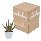 Aloë zebrina Dannyz 10,5cm - in witte pot