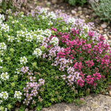Green boutiQ - Vasteplant - Thymus Tricolour - Tym - Bodembedenkend - Roze - Rood - Wit - 24 Planten - Pot 11cm - Hoogte 15-25cm