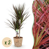 Green BoutiQ - Green is... Kamerplanten - Dracaena Magenta - Drakenbloedboom - Weinig onderhoud - met mand - Groen - 2 Planten - Pot 17cm - Hoogte 70-80cm